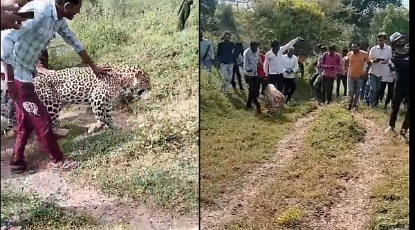 Video | ಮಧ್ಯಪ್ರದೇಶದಲ್ಲಿ ಚಿರತೆಯೊಂದಿಗೆ ಸೆಲ್ಫಿ ಕ್ಲಿಕ್ಕಿಸಿಕೊಂಡ ಜನರು