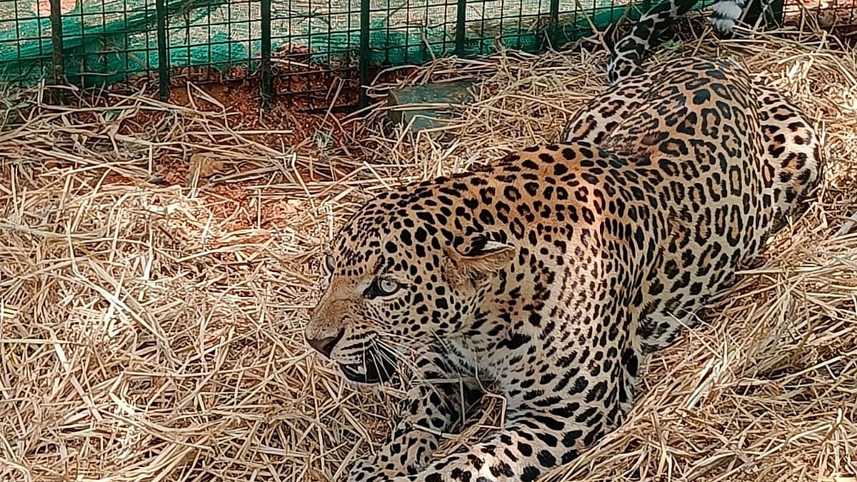 ಯಳಂದೂರು:  ಬೋನಿಗೆ ಬಿದ್ದ ಚಿರತೆ, ಗ್ರಾಮಸ್ಥರ ನಿಟ್ಟುಸಿರು