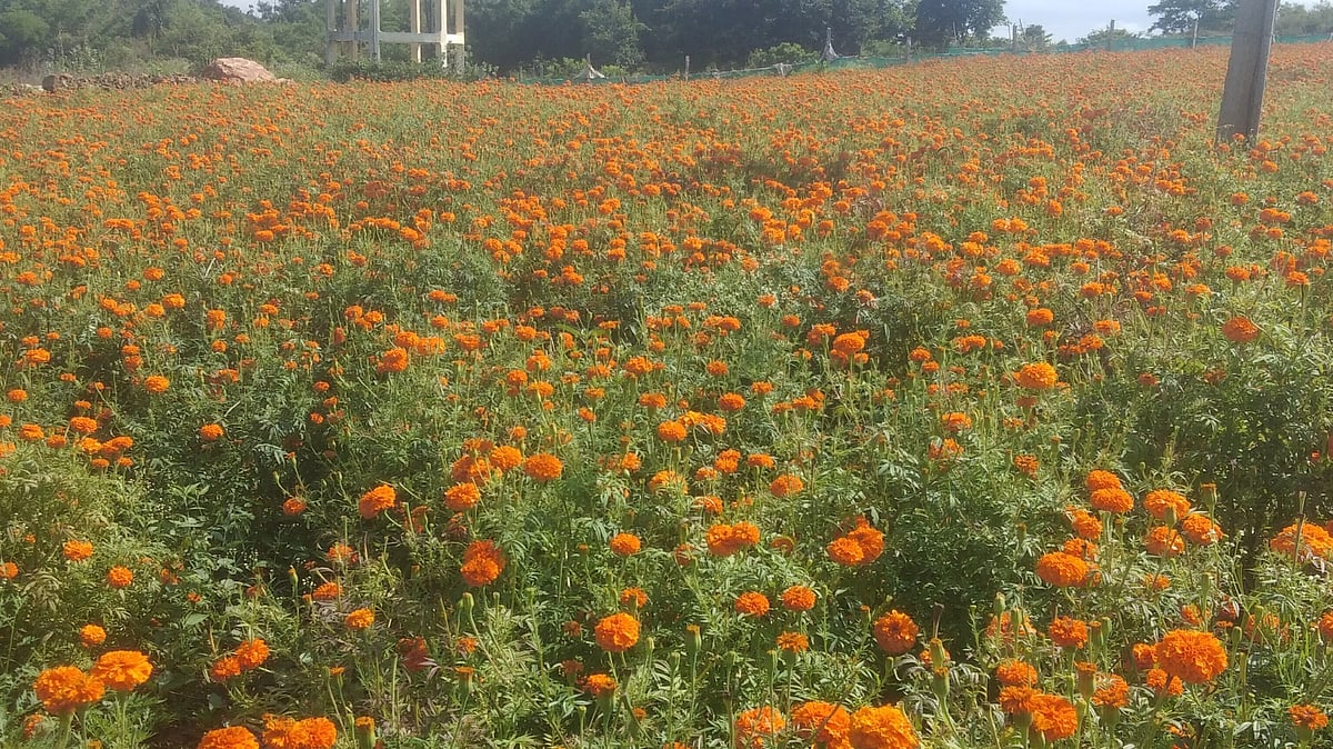 ಓಣಂ: ಗುಂಡ್ಲುಪೇಟೆ ತಾಲ್ಲೂಕಿನಲ್ಲಿ ಹೂವಿಗೆ ಕೊರತೆ