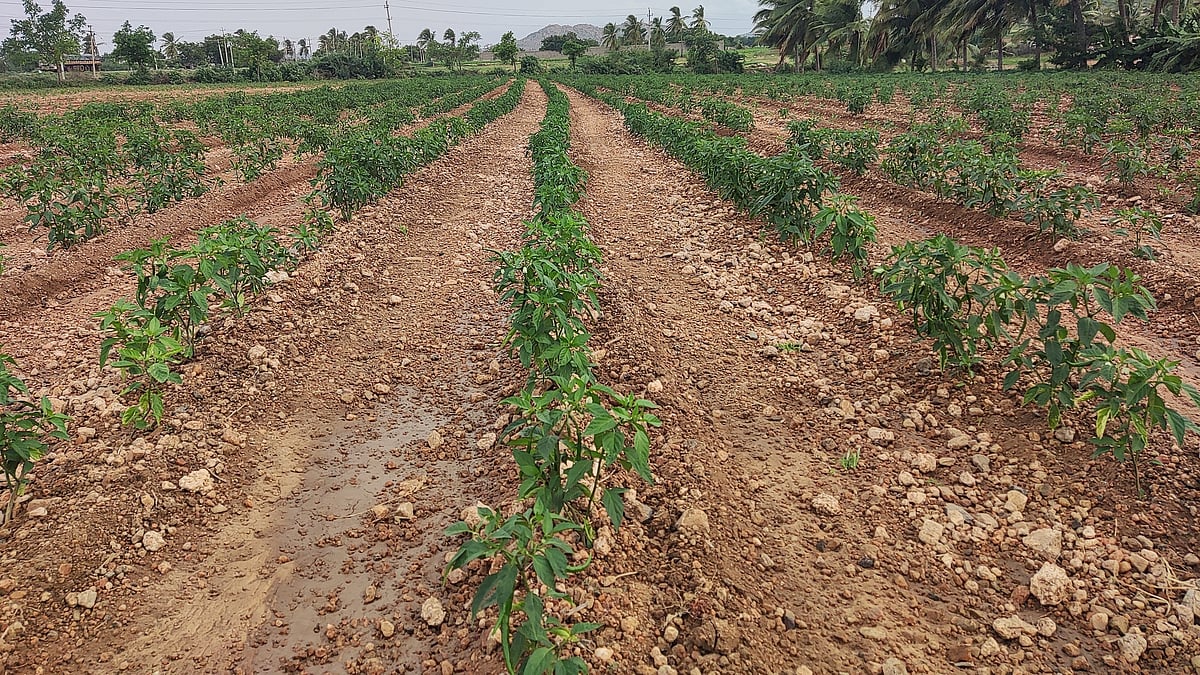 ಬಳ್ಳಾರಿ | ಮೆಣಸಿನ ಗಿಡಕ್ಕೆ ಬೇರು ಕೊಳೆ ರೋಗ; ರೈತರು ಕಂಗಾಲು
