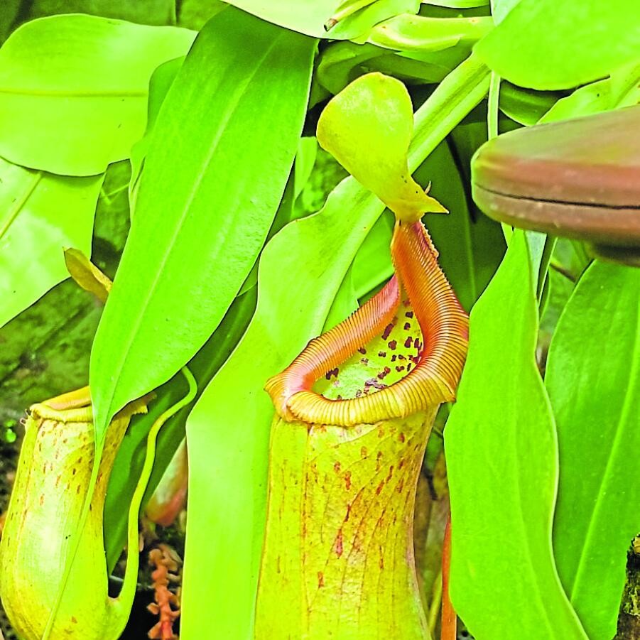 ಪಿಚ್ಚರ್ ಪ್ಲ್ಯಾಂಟ್ -ನೆಪೆಂತಸ್ ಖಾಸಿಯಾನ