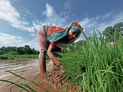 ಭತ್ತ ನಾಟಿ