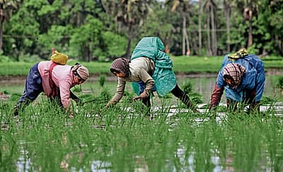 ಭತ್ತ ನಾಟಿ