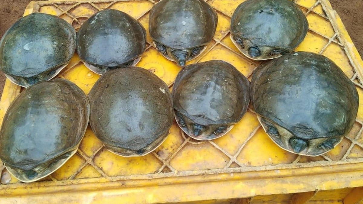 ರೈಲಿನಲ್ಲಿ ಆಮೆಗಳ ಕಳ್ಳಸಾಗಣೆ: ಇಬ್ಬರ ಬಂಧನ