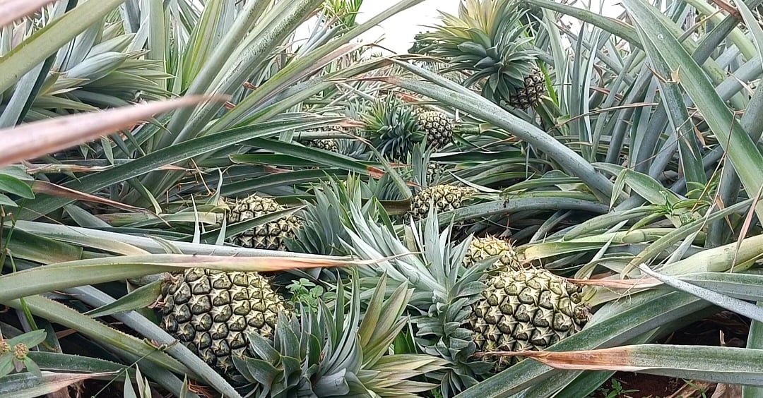 ಬಾಗಲಕೋಟೆ: ಬಯಲು ನಾಡಿನಲ್ಲಿ ಫೈನಾಪಲ್‌ ಬೆಳೆದ ರೈತ