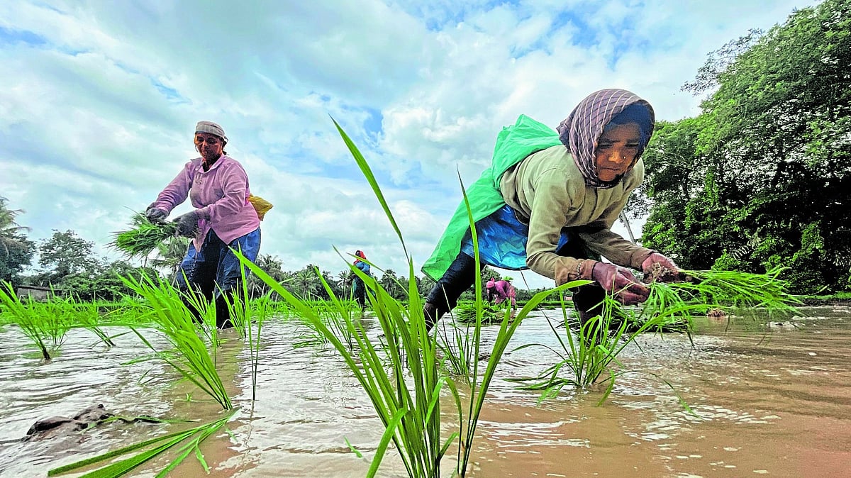 ಕೂಲಿ..ನಲಿ: ನಾಟಿ ಮಾಡುವಾಗ ಕಂಡ ಚಿತ್ರಗಳ ಸೌಂದರ್ಯ