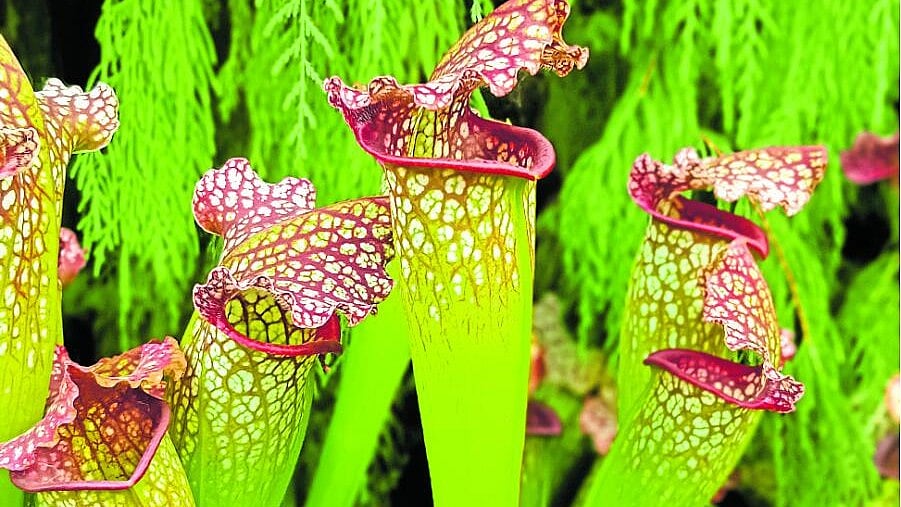 ಸಸ್ಯ ವೈವಿಧ್ಯ: ಕೀಟ ಭಕ್ಷಕ ಸಸ್ಯಗಳು