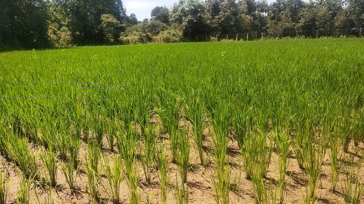 ಉಡುಪಿ | ಆಗಸ್ಟ್‌ನಲ್ಲಿ ಶೇ 70 ಮಳೆ ಕೊರತೆ: ಒಣಗುತ್ತಿರುವ ಭತ್ತದ ಸಸಿಗಳು