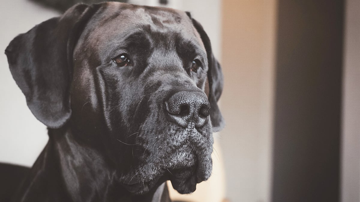 ವಿಮಾನ ನಿಲ್ದಾಣದ ಶೌಚಾಲಯದ ನೀರಿನಲ್ಲಿ ಮುಳುಗಿಸಿ ಸಾಕುನಾಯಿಯ ಹತ್ಯೆ: ಮಹಿಳೆ ಬಂಧನ