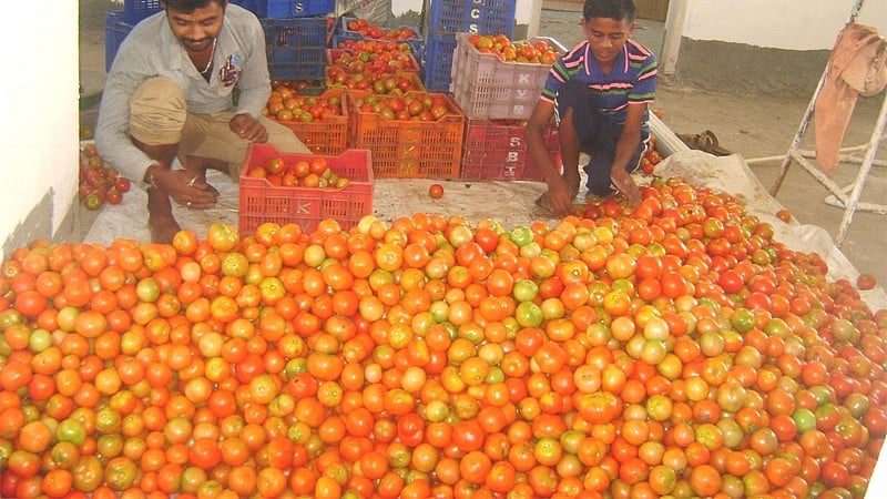 ನೇಪಾಳದ ಟೊಮೆಟೊ ಉತ್ತರ ಪ್ರದೇಶದಲ್ಲಿ ಕೆ.ಜಿಗೆ ₹50ರಂತೆ ಮಾರಾಟ