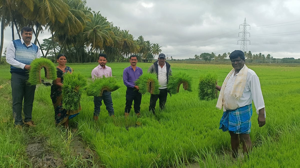 ದಾವಣಗೆರೆ: ‘ಯಂತ್ರಶ್ರೀ’ ಭತ್ತ ನಾಟಿಗೆ ರೈತರ ಒಲವು