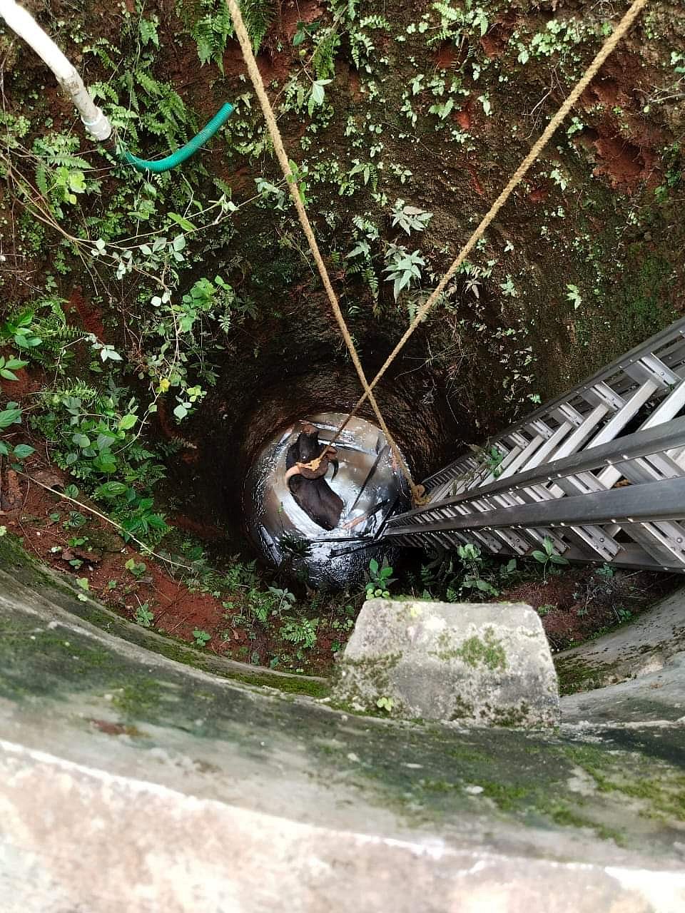 ಸಾಗರ | ಬಾವಿಗೆ ಬಿದ್ದ ಕಾಡುಕೋಣದ ಮರಿ ರಕ್ಷಣೆ