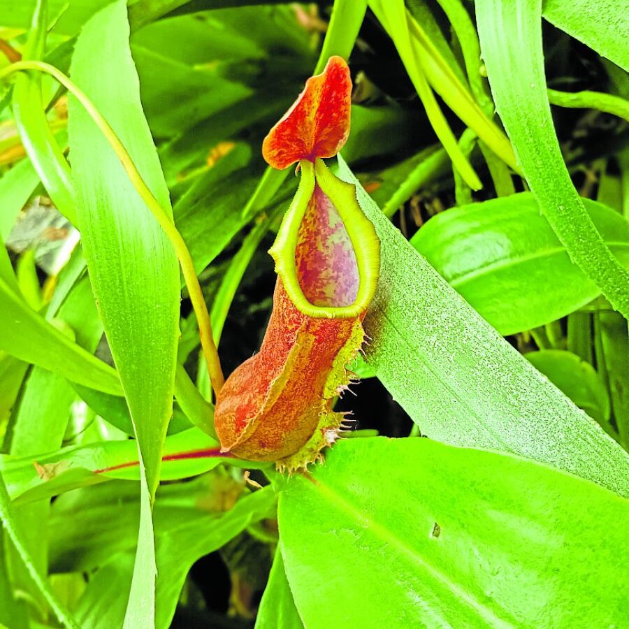 ಪಿಚ್ಚರ್ ಪ್ಲ್ಯಾಂಟ್ -ನೆಪೆಂತಸ್ ಖಾಸಿಯಾನ