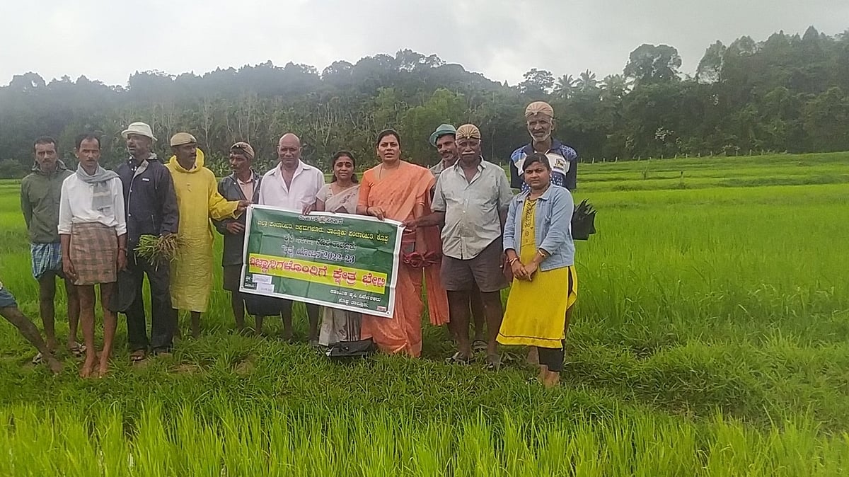 ಚಿಕ್ಕಮಗಳೂರು | ಬಿಸಿಲು ಮಳೆಯಾಟ; ಭತ್ತಕ್ಕೆ ಬೆಂಕಿ ರೋಗದ ಕಾಟ