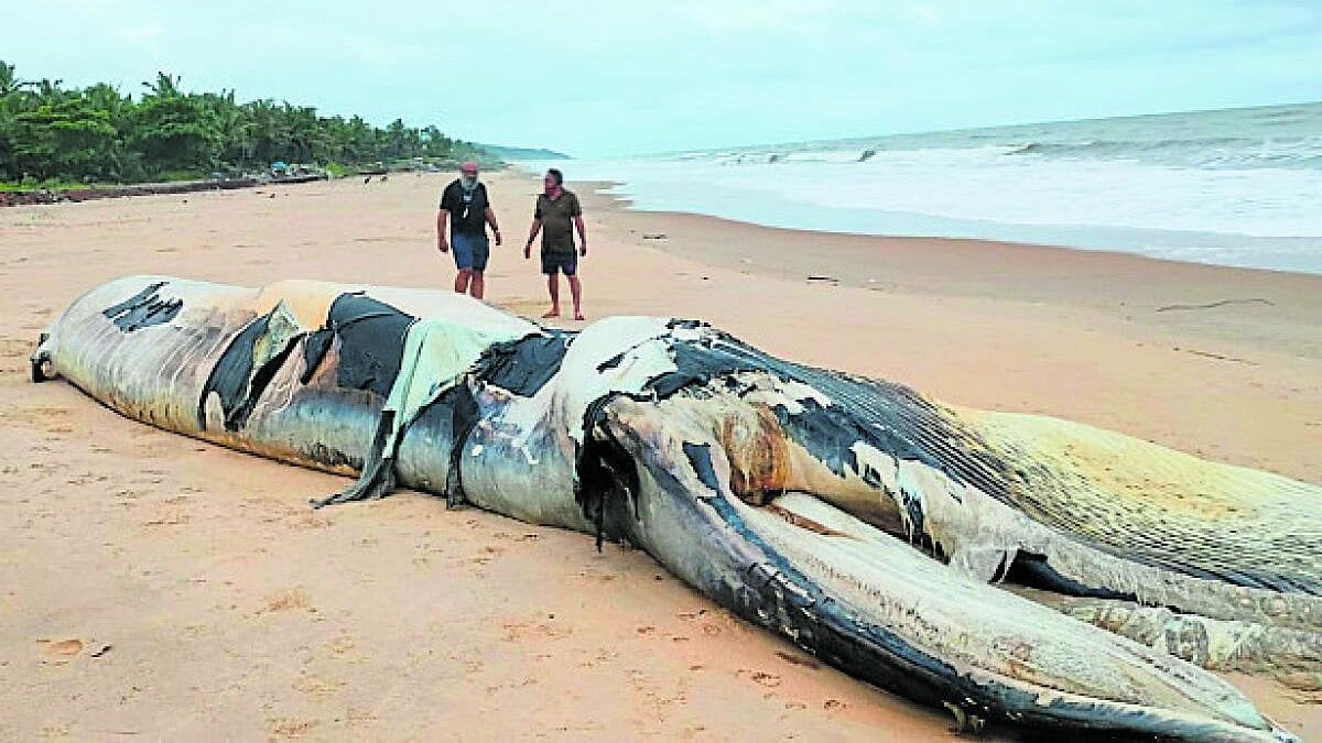 ಕಾರವಾರ: ತಿಮಿಂಗಿಲಗಳ ನಿಗೂಢ ಸಾವು, ವಾರದ ಅವಧಿಯಲ್ಲಿ ಮೂರು ಕಳೇಬರಗಳ ಪತ್ತೆ