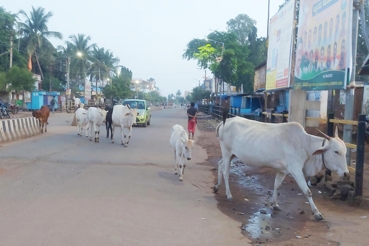 ರಸ್ತೆಯಲ್ಲಿ ಸಂಚರಿಸುತ್ತಿರುವ ಬಿಡಾಡಿ ದನಗಳು