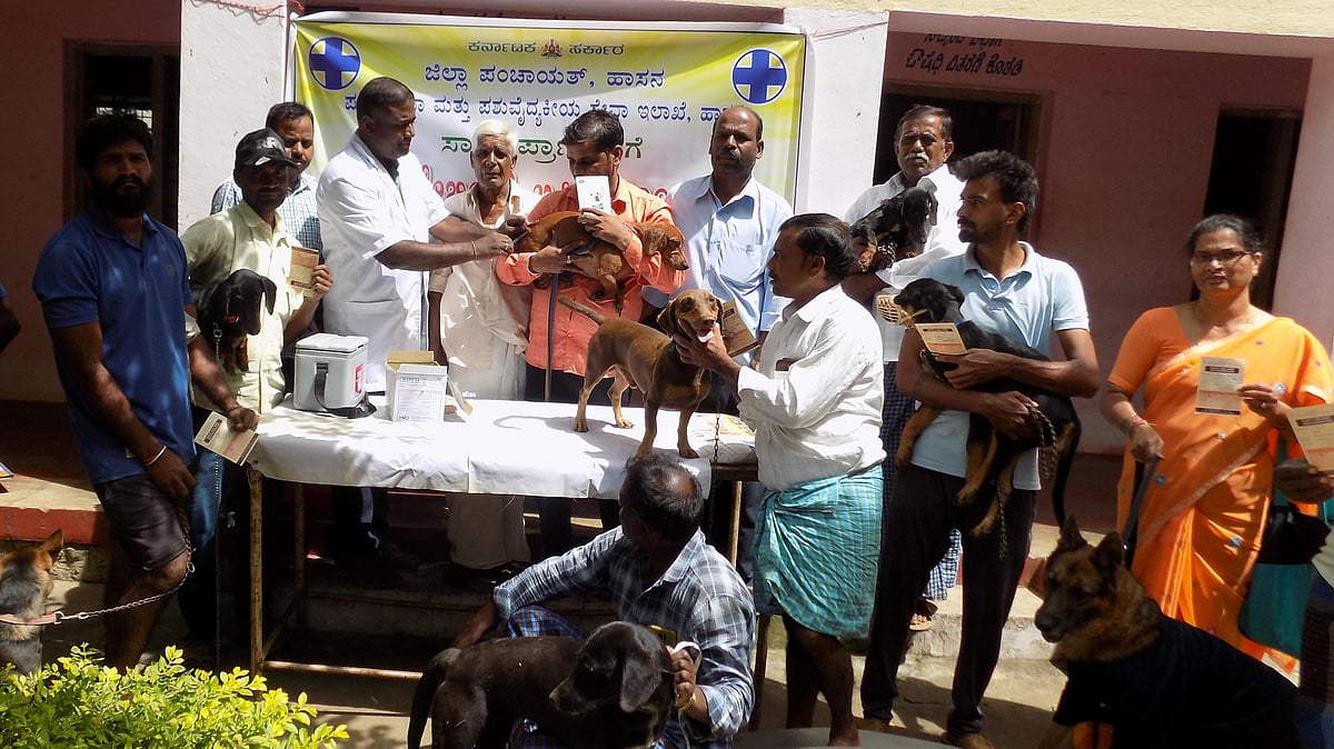 ಹಳೇಬೀಡು | 86 ಶ್ವಾನ, 2 ಬೆಕ್ಕುಗಳಿಗೆ  ರೇಬಿಸ್ ತಡೆ ಲಸಿಕೆ