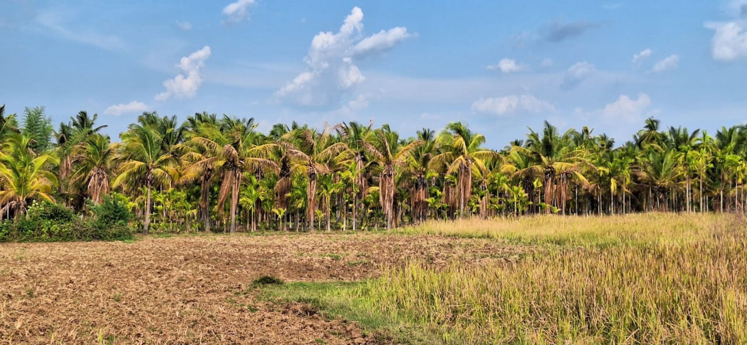 ಪೋಟೋ : ತೆಂಗು
