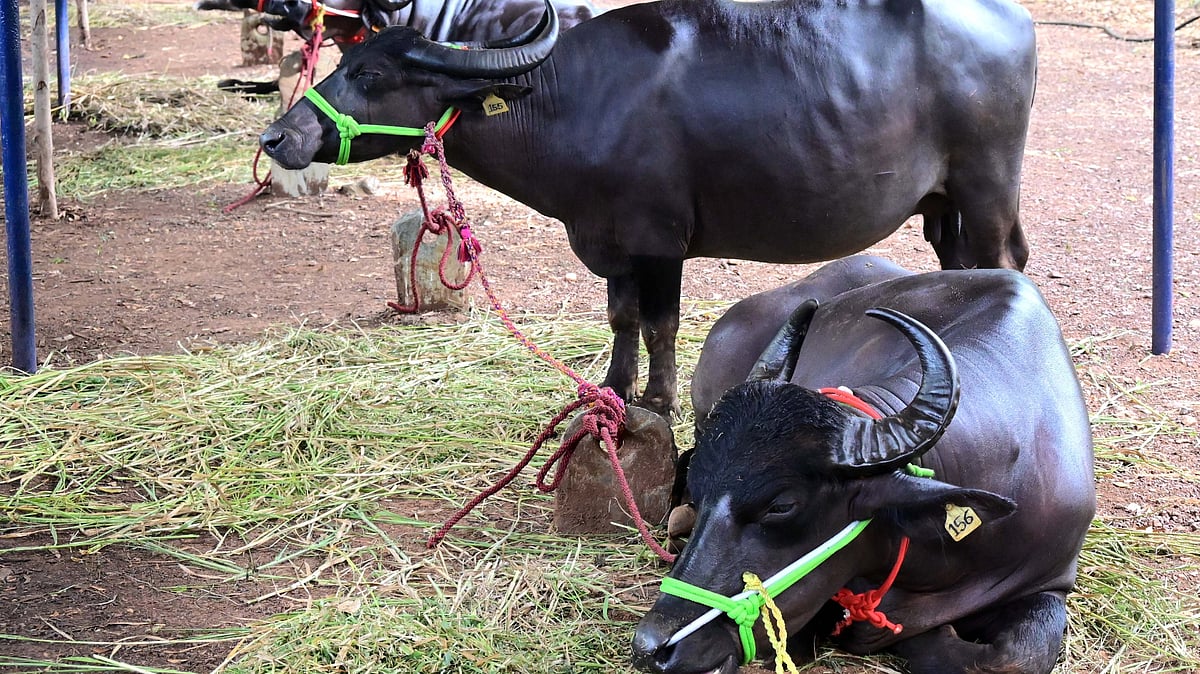 ಕೃಷಿಮೇಳದಲ್ಲಿ ನಾವಿದ್ದೇವೆ... ನಮ್ಮ ಕಥೆಯೂ ಕೇಳಿ
