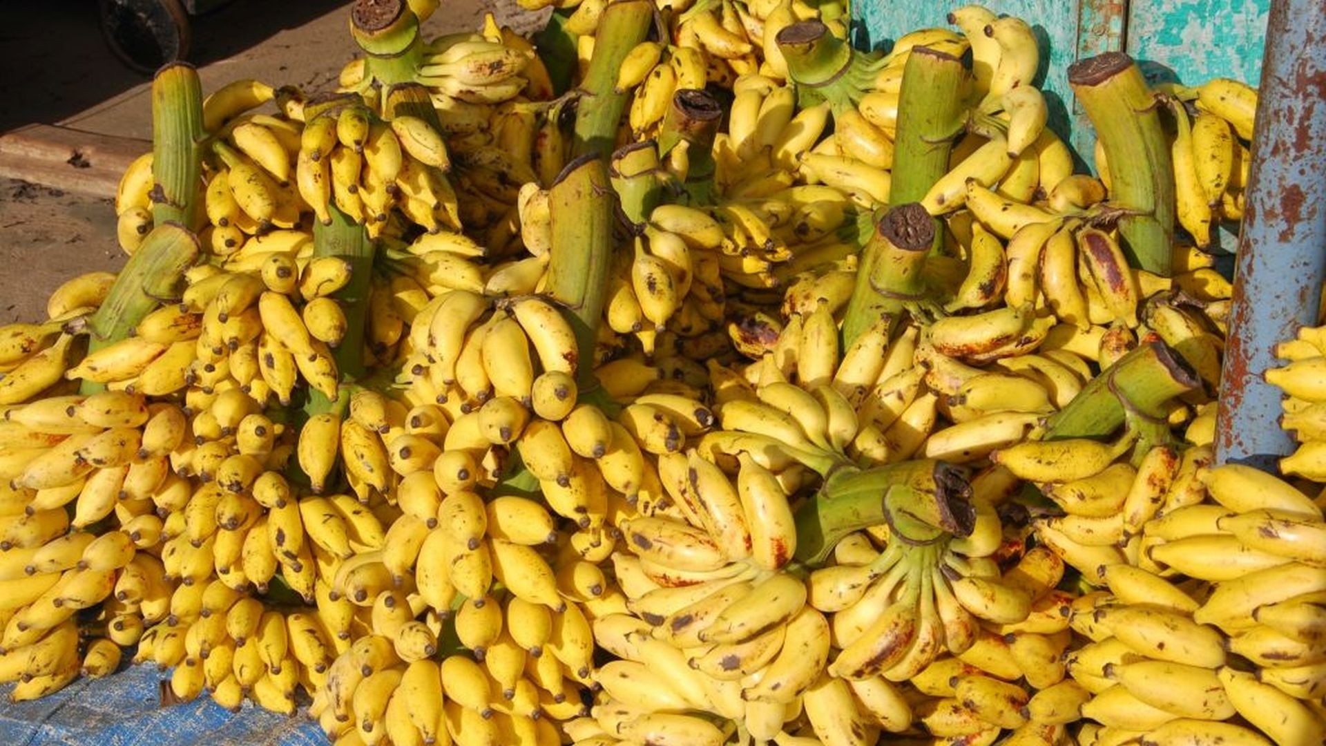 ನೆದರ್ಲೆಂಡ್ ತಲುಪಿದ ಬಾಳೆಹಣ್ಣು: ಸಮುದ್ರ ಮೂಲಕ ಪ್ರಾಯೋಗಿಕ ರಫ್ತು ಯಶಸ್ವಿ