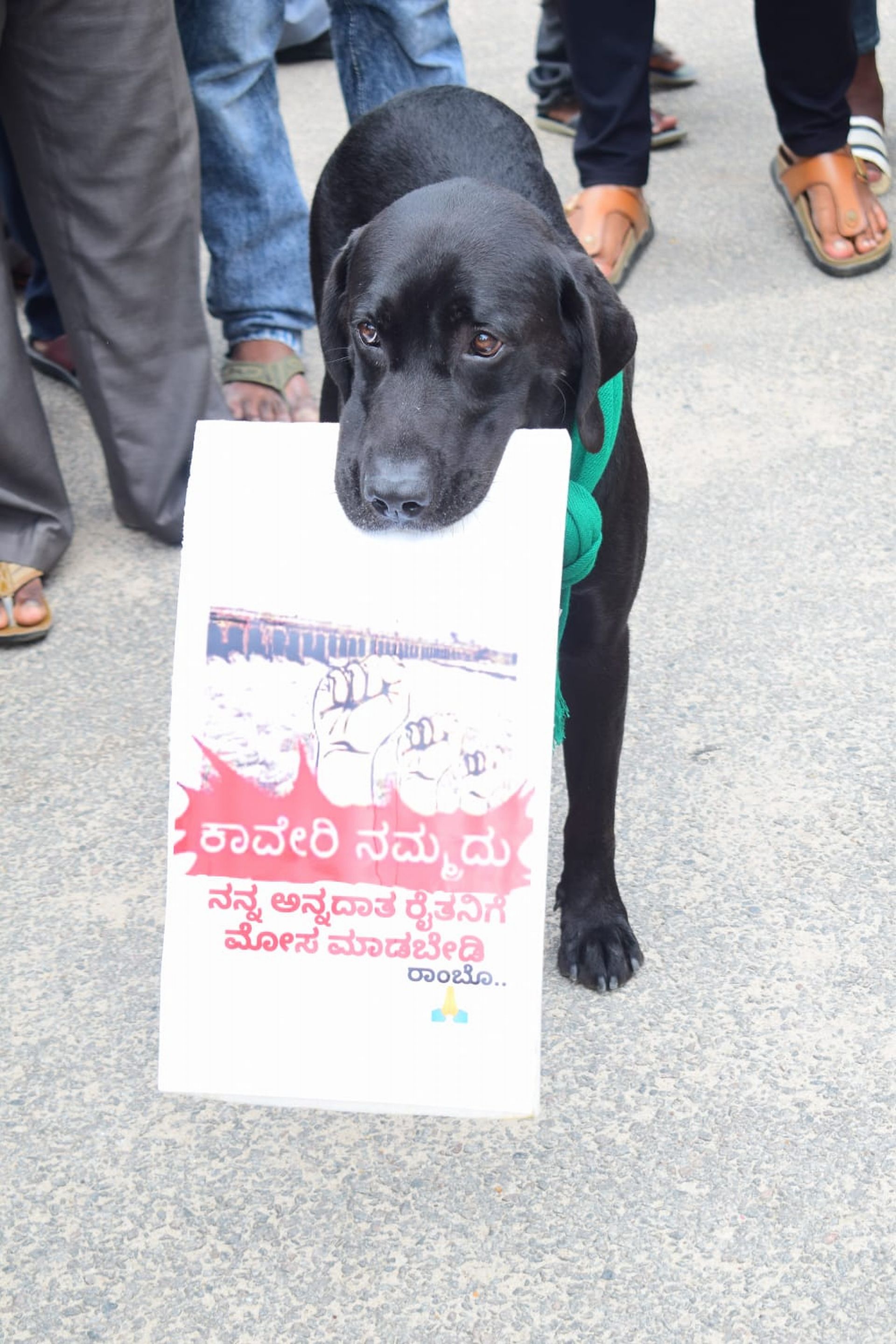 ಜೆಡಿಎಸ್‌ ಹೋರಾಟದ ವೇಳೆ ಗಮನ ಸೆಳೆದ ಶ್ವಾನ