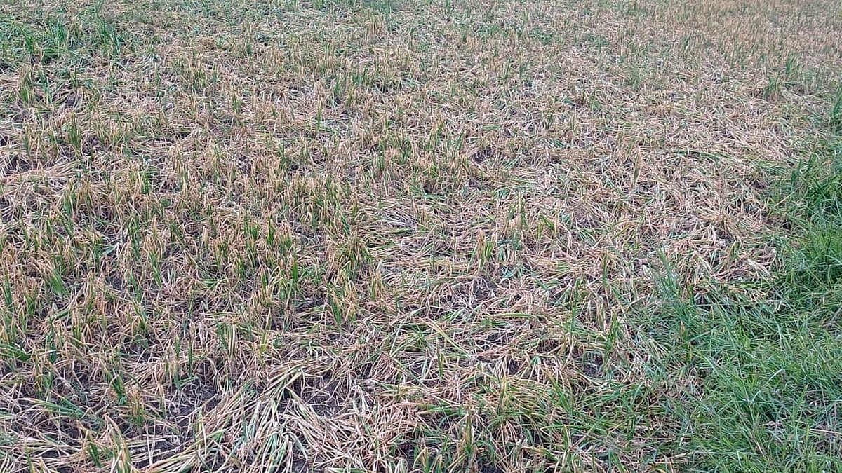 ಬೀರೂರು | ಈರುಳ್ಳಿ: ಬೆಲೆ ಇದ್ದರೂ ಬೆಳೆ ಇಲ್ಲ