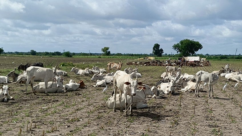 ನರೇಗಲ್ |  ಮಣ್ಣಿನ ಫಲವತ್ತತೆಗೆ ದೇಸಿ ಗೋವು ಬಿಡಾರ