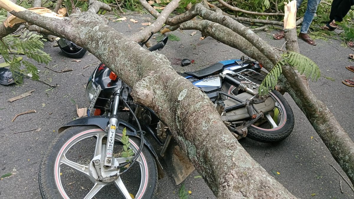ತುಮಕೂರು | ಬೈಕ್‌ ಮೇಲೆ ಉರುಳಿ ಬಿದ್ದ ಮರ: ಇಬ್ಬರಿಗೆ ಗಾಯ