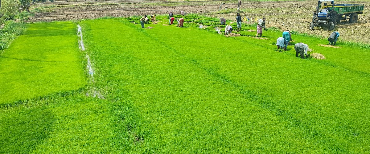 ‌‌ಭತ್ತ, ಬೇಳೆಕಾಳು ಬಿತ್ತನೆ ಕುಂಠಿತ 