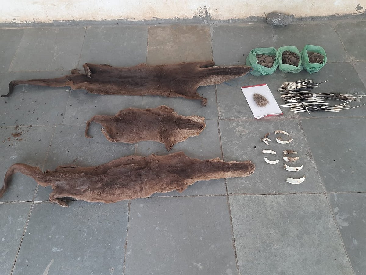 ಕಾಡು ಪ್ರಾಣಿ ಬೇಟೆಗಾರರ ಬಂಧನ: ಪ್ರಾಣಿಗಳ ಚರ್ಮ, ಕೋರೆಹಲ್ಲು ವಶ