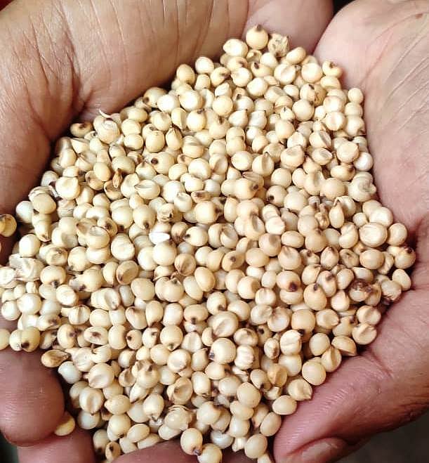 ಬಳ್ಳಾರಿ: ಎಂಎಸ್‌ಪಿ ಅಡಿ ಬಿಳಿ ಜೋಳ ಖರೀದಿ