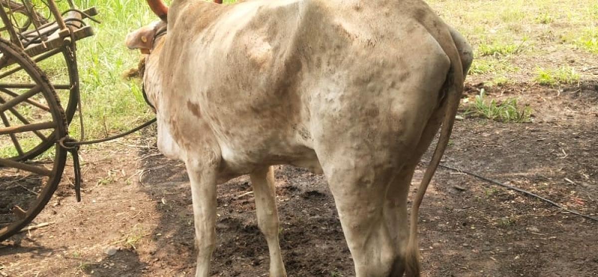 ಬಾಗಲಕೋಟೆ: ಮತ್ತೆ ಕಾಣಿಸಿಕೊಂಡ ಚರ್ಮಗಂಟು ರೋಗ