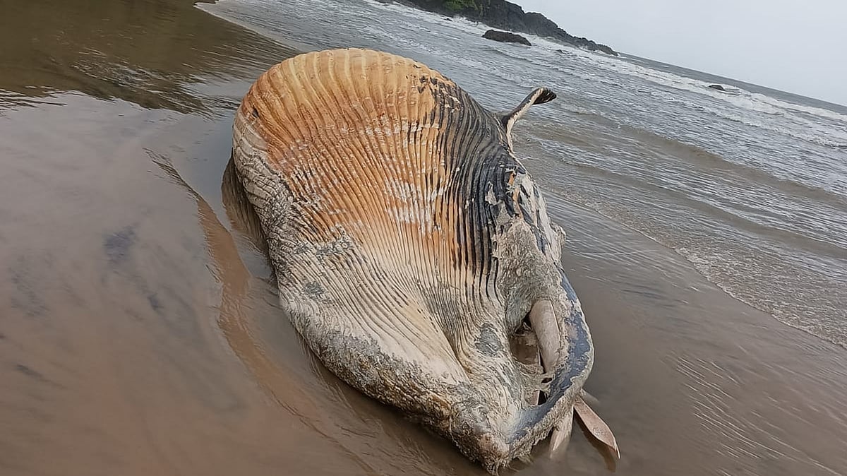 ಕಾರವಾರ: ಅಪರೂಪದ ತಿಮಿಂಗಿಲದ ಮೃತದೇಹ ಪತ್ತೆ