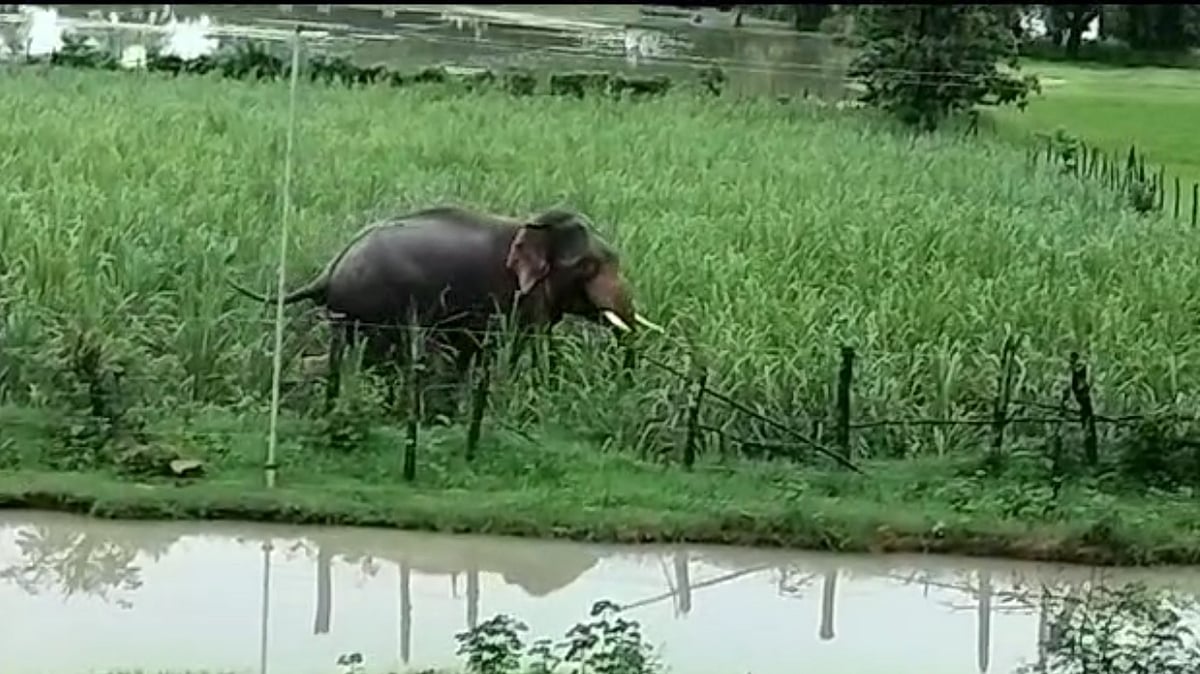 ಭಾರತದಲ್ಲಿ 150 ಆನೆ ಕಾರಿಡಾರ್, ಪ.ಬಂಗಾಳದಲ್ಲಿ ಅಧಿಕ: ಪರಿಸರ ಸಚಿವಾಲಯದ ವರದಿ