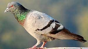 ಕತ್ತು ಕೊಯ್ದು 23 ಪಾರಿವಾಳ ಹತ್ಯೆ