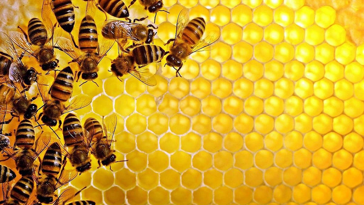 ಜೇನು ದಾಳಿ: ಉತ್ತರ ಪ್ರದೇಶದಲ್ಲಿ ಸಹೋದರರು ಸಾವು