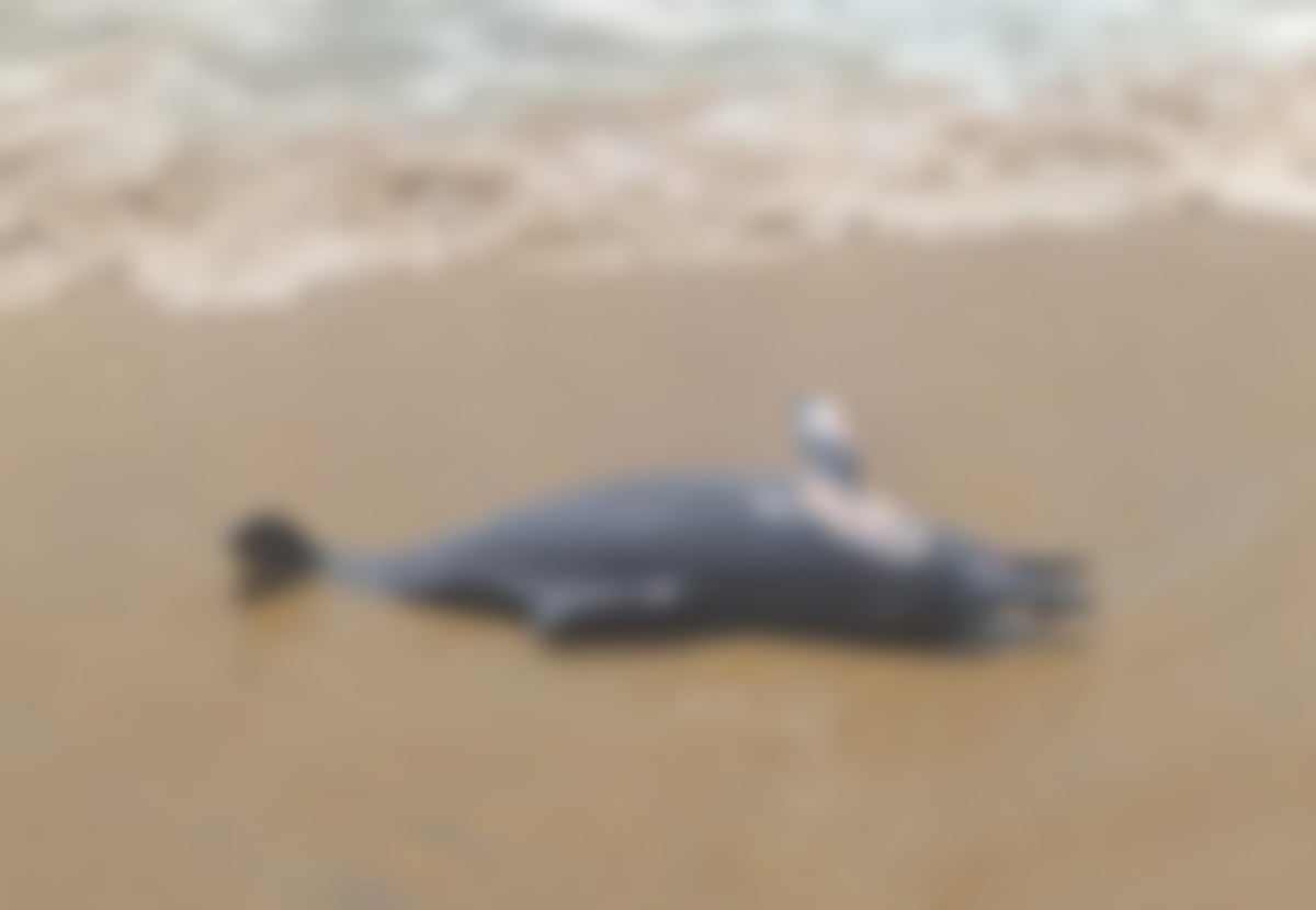 ಮುಗಳಿ ಕಡಲಧಾಮದಲ್ಲಿ ಡಾಲ್ಫಿನ್ ಕಳೇಬರ ಪತ್ತೆ