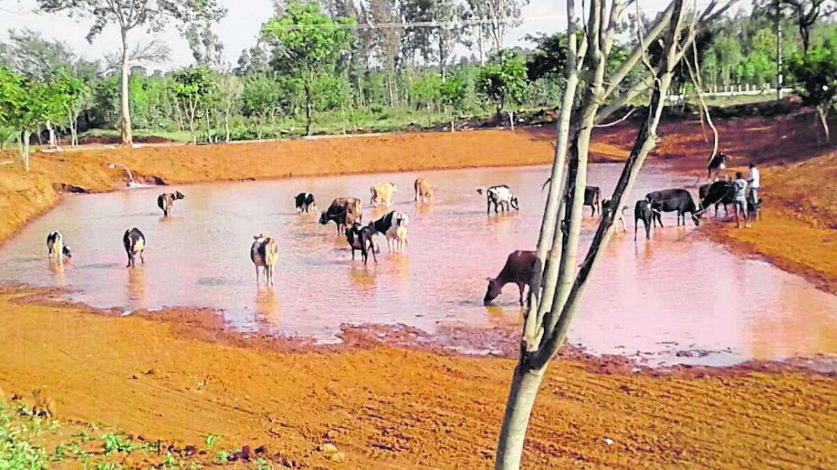 ಹೆಸರಘಟ್ಟ: ಪ್ರಾಣಿ -ಪಕ್ಷಿಗಳ ದಾಹ ತಣಿಸಲು ಕೆರೆ ತುಂಬಿಸಿದ ಟ್ರಸ್ಟ್