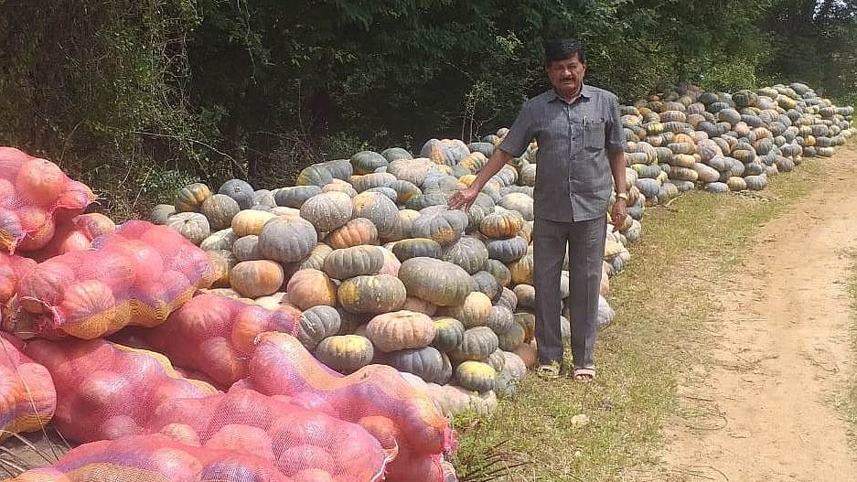 ಮಾಗಡಿ: ಕೊಳ್ಳುವವರಿಲ್ಲದೆ ಕೊಳೆಯುತ್ತಿದೆ ಸಿಹಿಕುಂಬಳ 