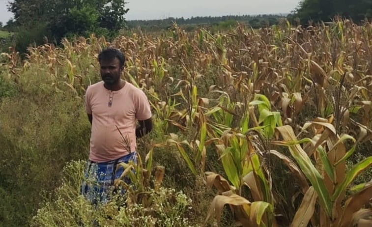 ಪಿರಿಯಾಪಟ್ಟಣ | 8,643 ಹೆಕ್ಟೇರ್‌ನಲ್ಲಿ ಮುಸುಕಿನ ಜೋಳ ನಾಶ