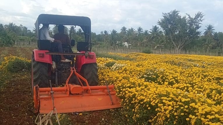 ಮೇಲುಕೋಟೆ | ಬೆಲೆ ಕುಸಿತ: ಸೇವಂತಿಗೆ ಬೆಳೆ ನಾಶಪಡಿಸಿದ ರೈತ