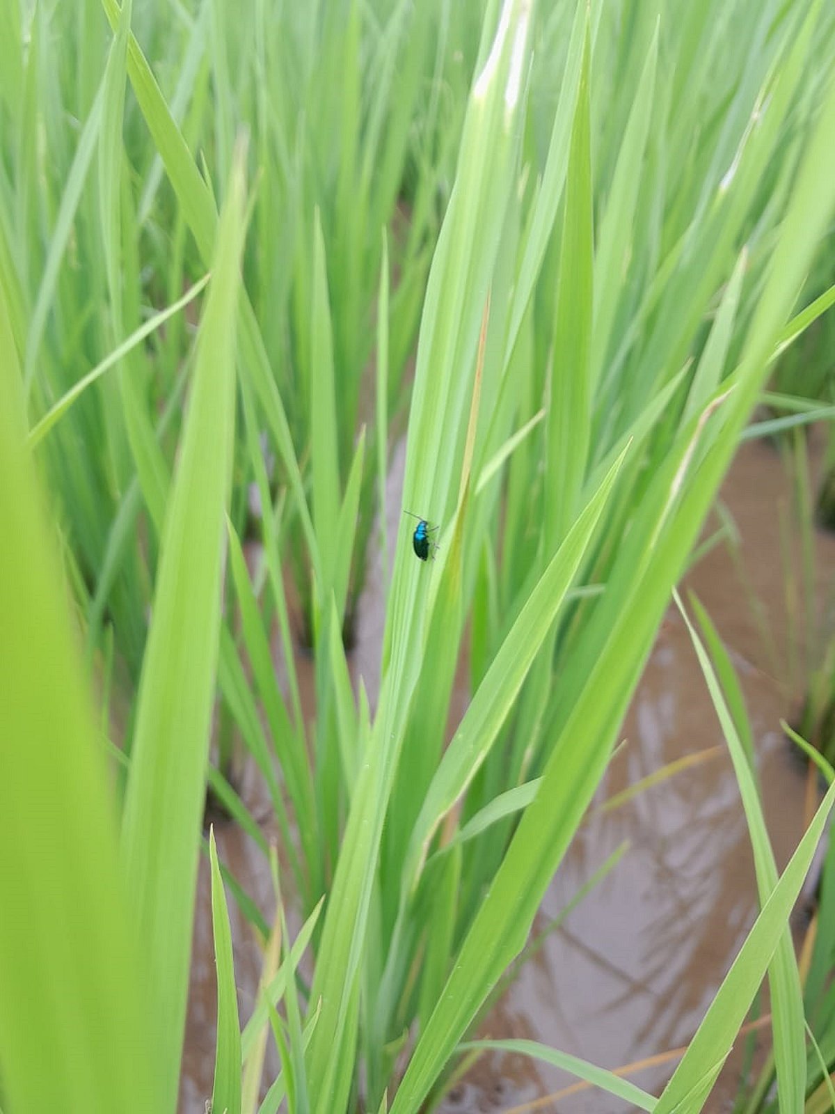 ಶನಿವಾರಸಂತೆ | ಮಳೆ ಕೊರತೆ: ಭತ್ತಕ್ಕೆ ಕೀಟಗಳ ಬಾಧೆ 