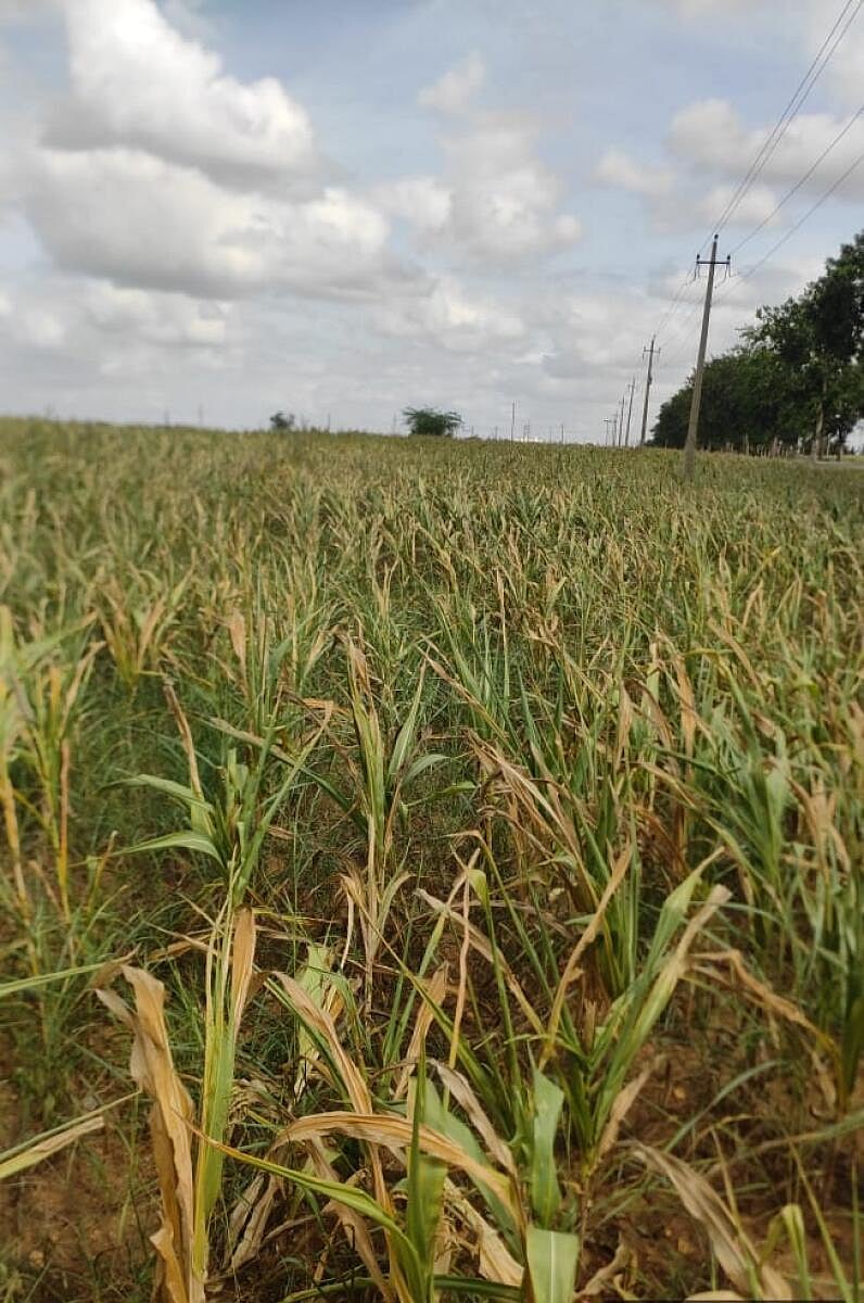 ಸಂಡೂರು | ಶೇ 60ರಷ್ಟು ಮಳೆ ಕೊರತೆ: ಆತಂಕ