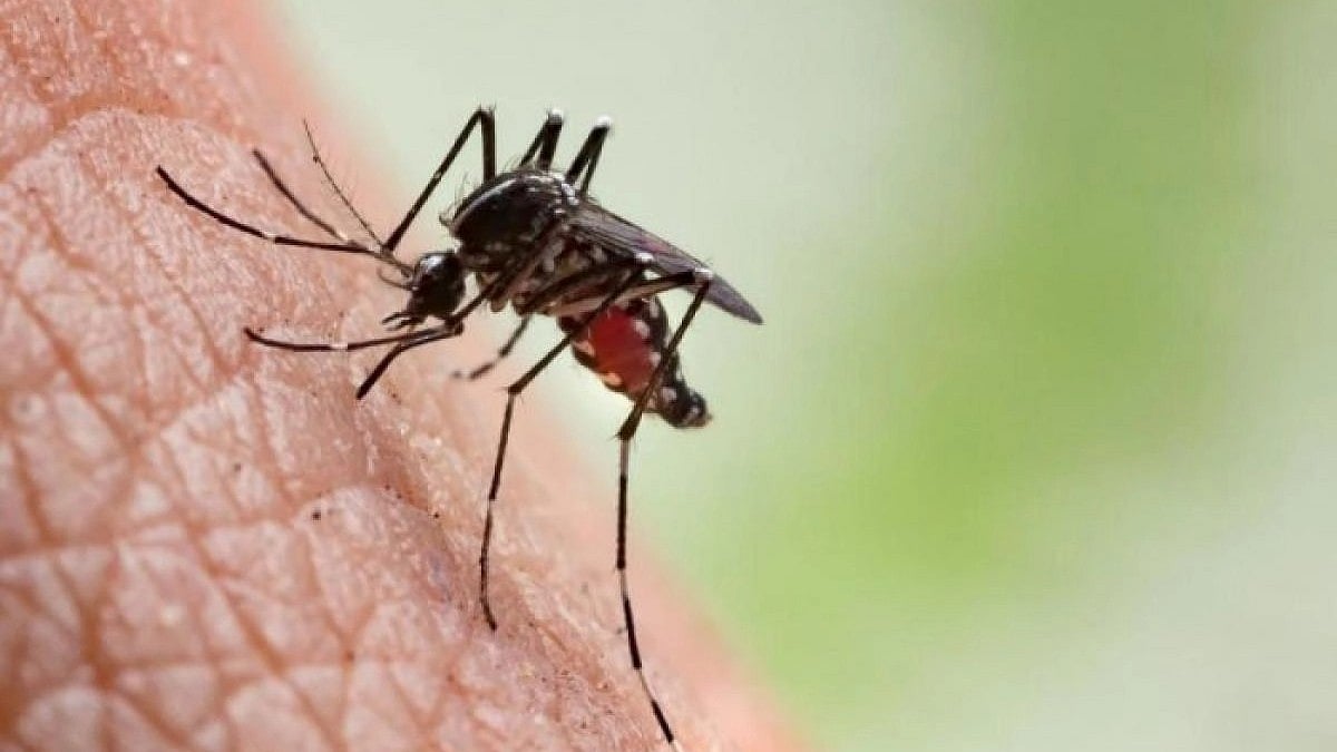 ರಾಯಚೂರು: ರಾಘವೇಂದ್ರ ಕಾಲೊನಿಯಲ್ಲಿ ಡೆಂಗಿ ಭೀತಿ