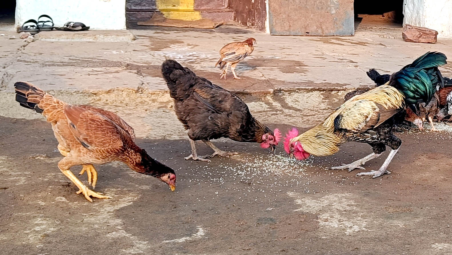 ಮನೆಯಂಗಣದಲ್ಲಿ ಸ್ವಚ್ಛಂದವಾಗಿ ವಿಹರಿಸುತ್ತಿರುವ ನಾಟಿ ಕೋಳಿಗಳು