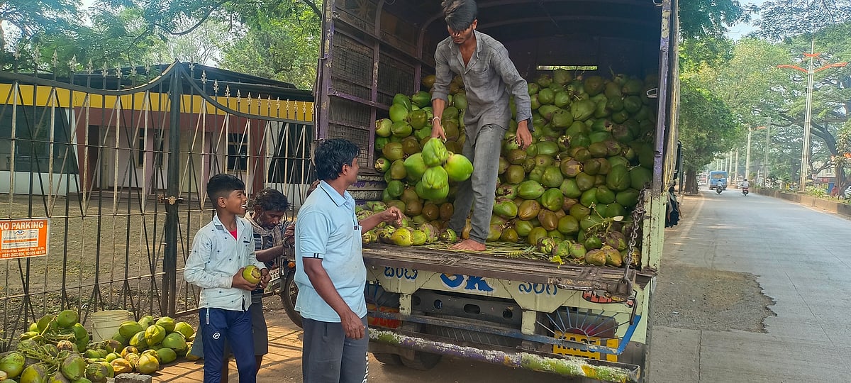 ಬೆಳಗಾವಿ: ಭೀಕರ ಬರ, ಇಳುವರಿ ಕುಸಿತದಿಂದ ಎಳನೀರಿನ ದರ ₹35ಕ್ಕೆ ಹೆಚ್ಚಳ