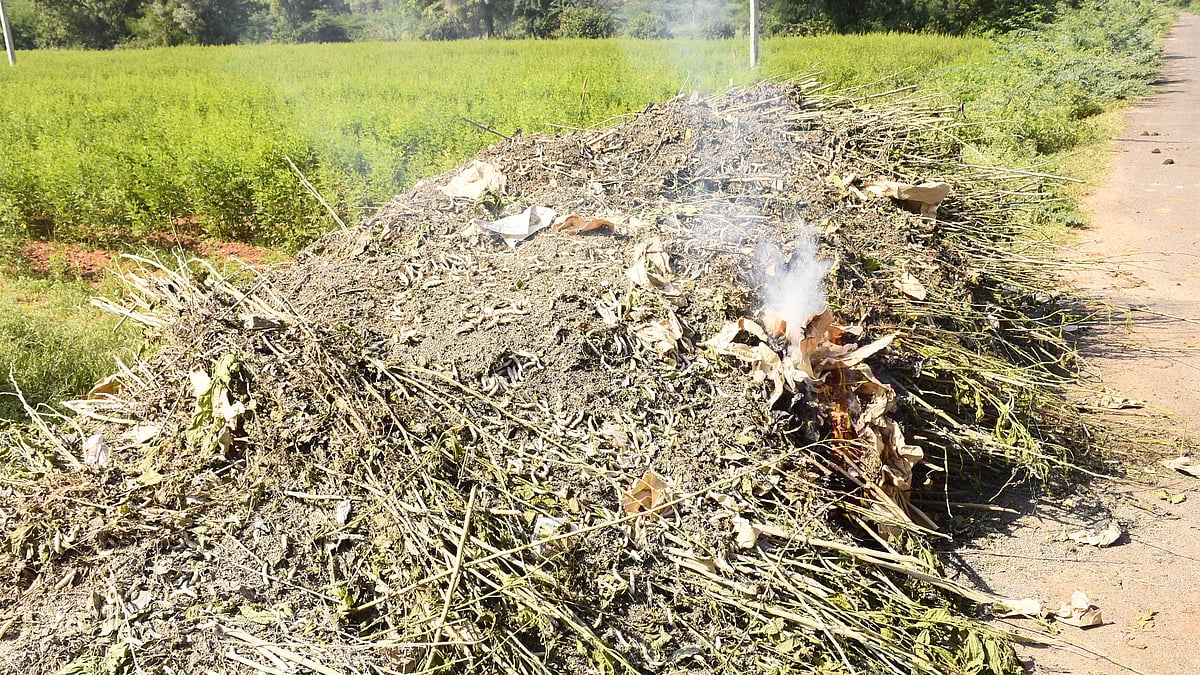 ಯಾದಗಿರಿ | ಗೂಡು ಕಟ್ಟದ ರೇಷ್ಮೆ ಹುಳು; ಕಣ್ಣೀರಲ್ಲಿ ಬೆಳೆಗಾರರು