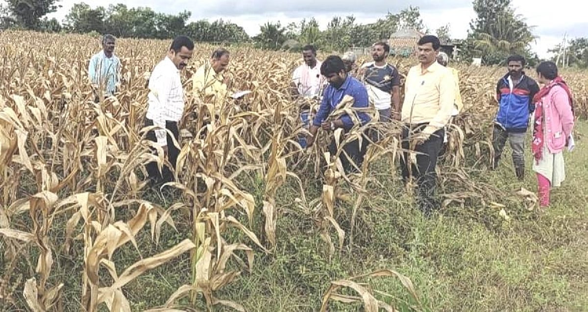 ಹುನಗುಂದ 8,737 ಹೆಕ್ಟರ್ ಬೆಳೆ ಹಾನಿ: ಸಮೀಕ್ಷೆ ಪೂರ್ಣ- ತಹಶೀಲ್ದಾರ್ ಪ್ರದೀಪಕುಮಾರ