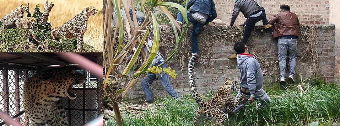 ವಿಶ್ಲೇಷಣೆ | ಚಿರತೆಯ ಉಪಟಳ: ಪ್ರಶ್ನೆ, ಪರಿಹಾರ