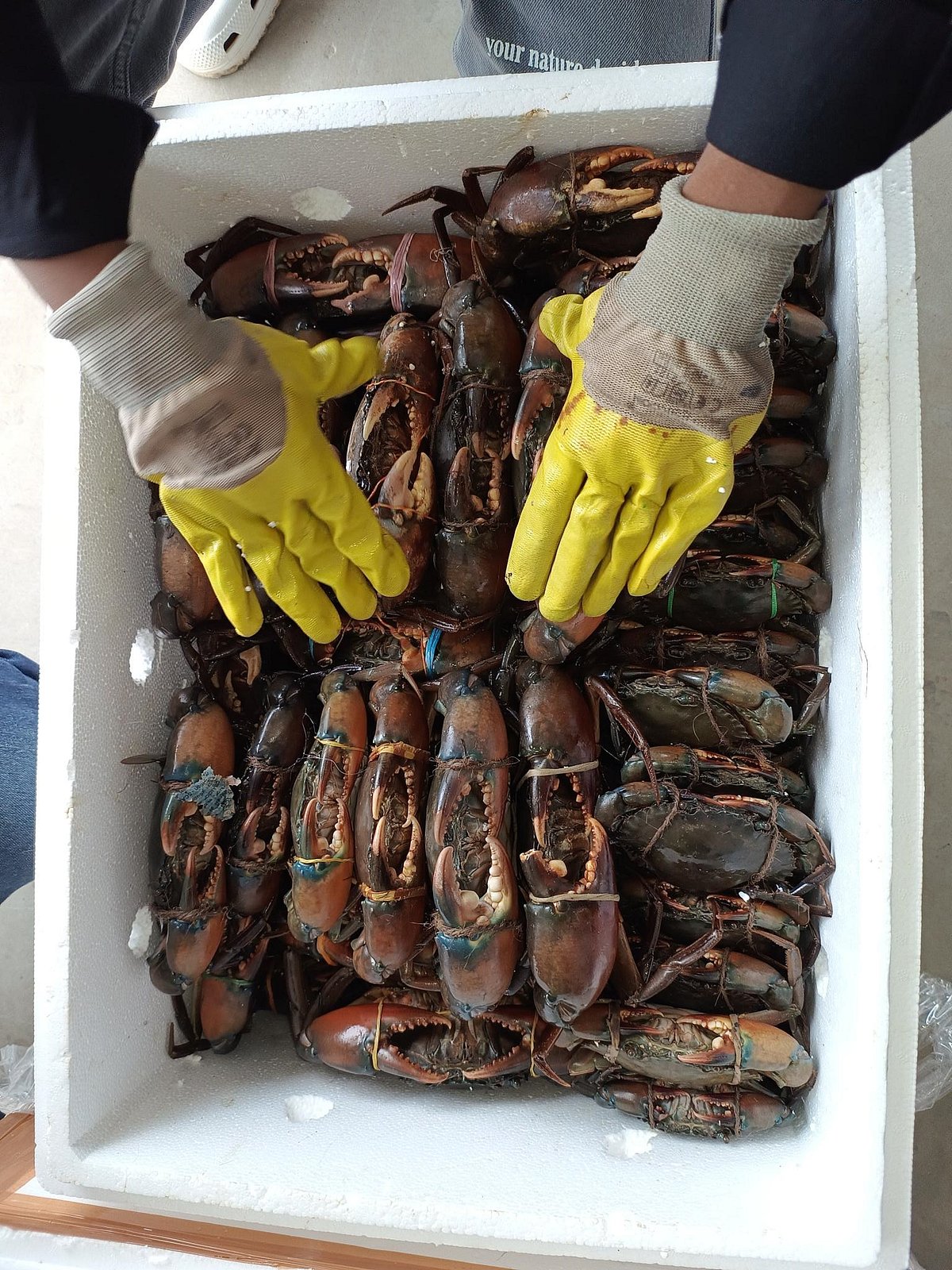 ಮಂಗಳೂರು: ವಿಮಾನದ ಮೂಲಕ ಚೀನಾಕ್ಕೆ ಜೀವಂತ ಏಡಿ ರವಾನೆ